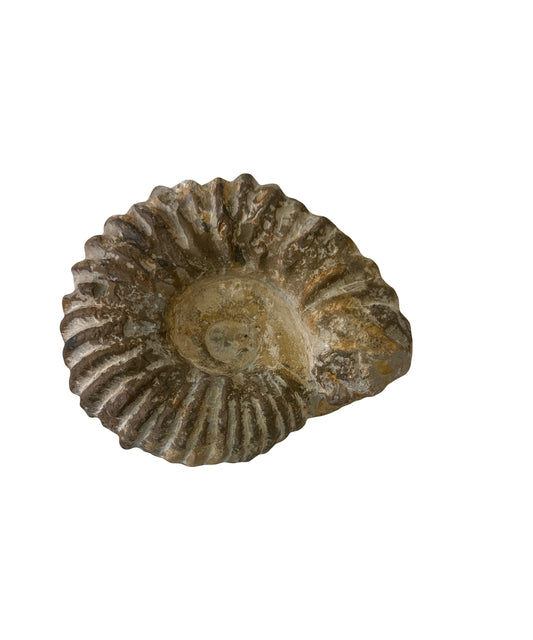 AMMONITE