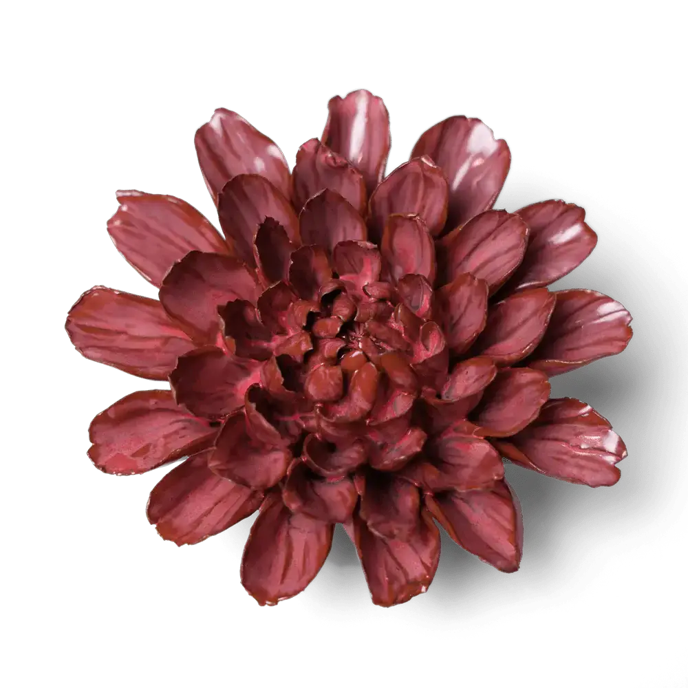 Pink stjerne dahlia - 6 stk. i en æske.