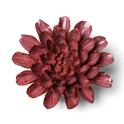 Pink stjerne dahlia - 6 stk. i en æske.